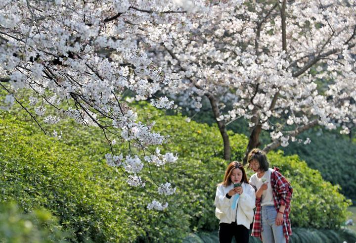 城西湖乡最新天气预报及生活指南