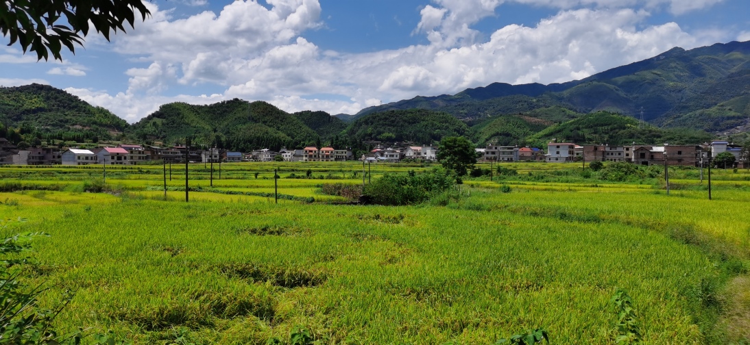 苦龙普村最新项目，乡村振兴的新动力