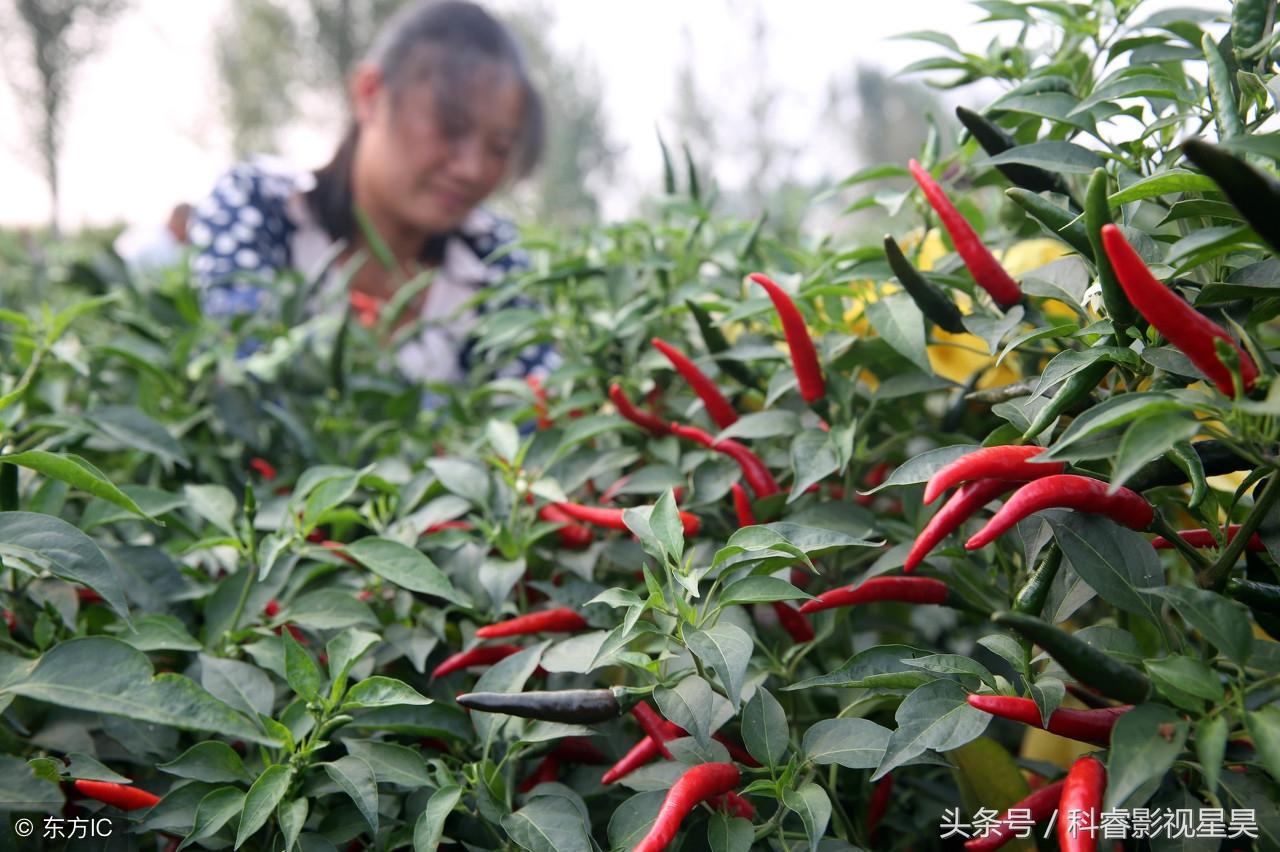 印江土家族苗族自治县科学技术和工业信息化局最新领导团队概述